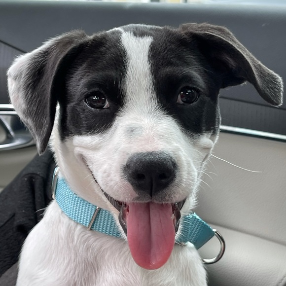 Meet your Posher, Rick - Picture 1 of 1